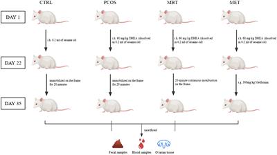 Evaluating the therapeutic potential of moxibustion on polycystic ovary syndrome: a rat model study on gut microbiota and metabolite interaction